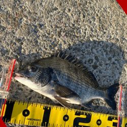 小さいアタリで掛かると強い引き