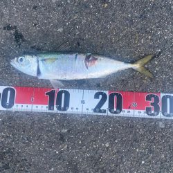 尺サバ釣れた