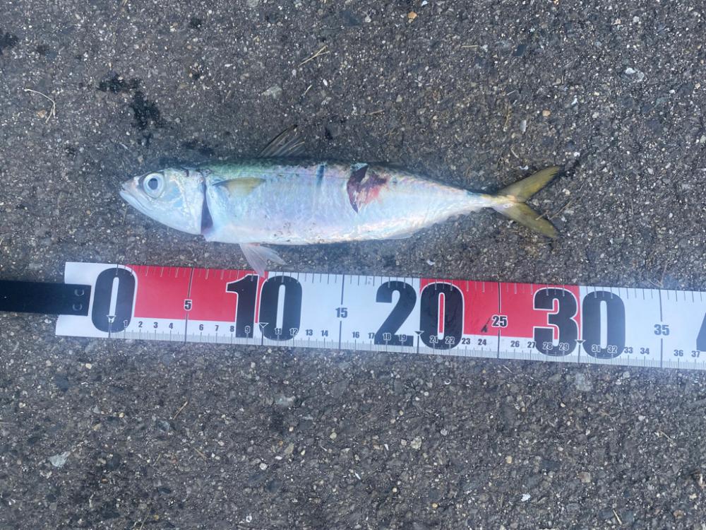 尺サバ釣れた