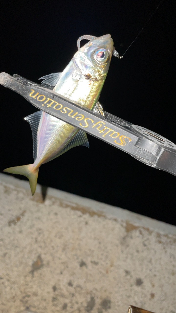 アジングナイト