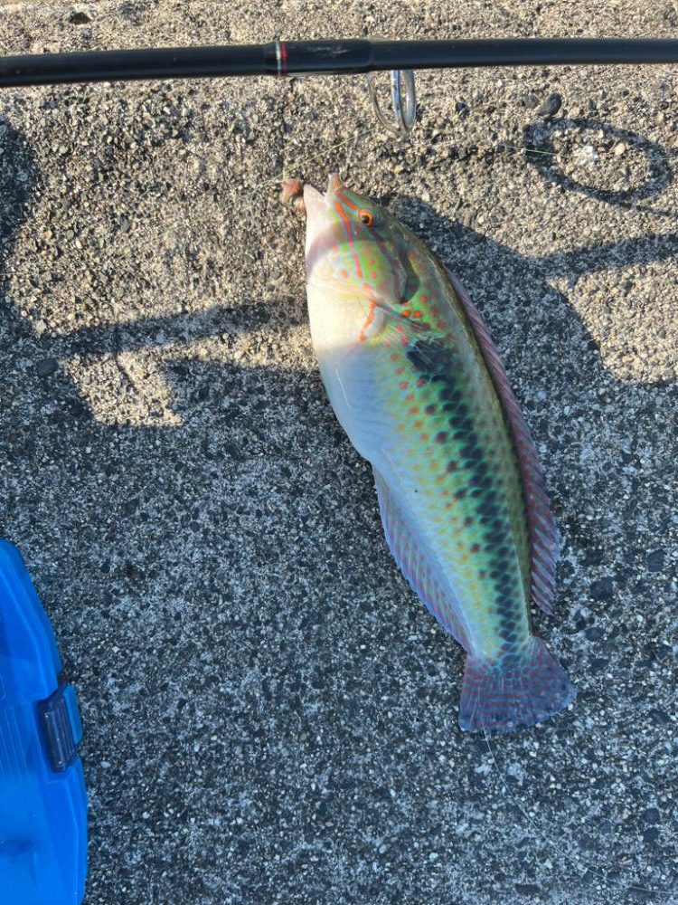 四日市ライトゲーム