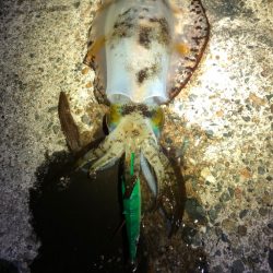 【伊根〜京丹後】川の流れのように