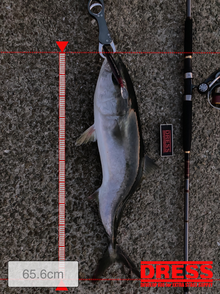 ⭐︎複雑な釣果