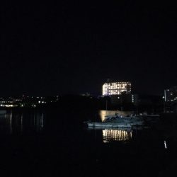 アオリイカ用のアジがいっぱい！