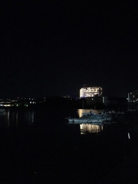 アオリイカ用のアジがいっぱい！