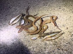 シーバス狙いの夜釣り