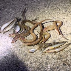 シーバス狙いの夜釣り