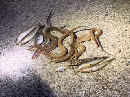 シーバス狙いの夜釣り