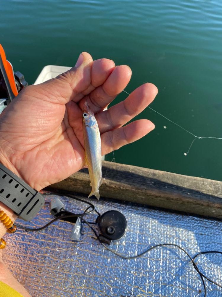 鮎川湖ワカサギ釣り