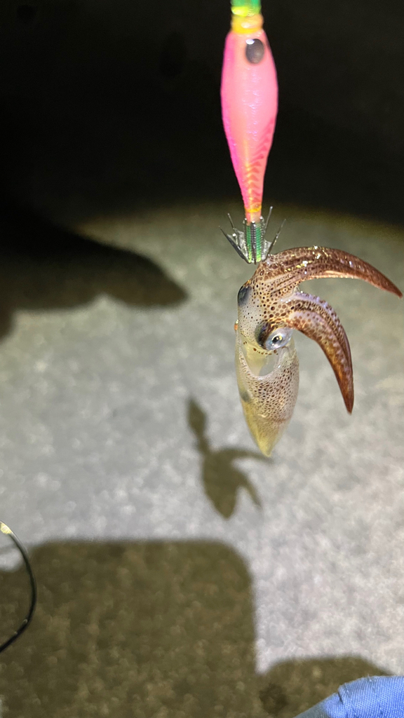 寒い中頑張ったヒイカ釣り