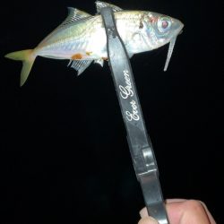 アジングでまたグレが!