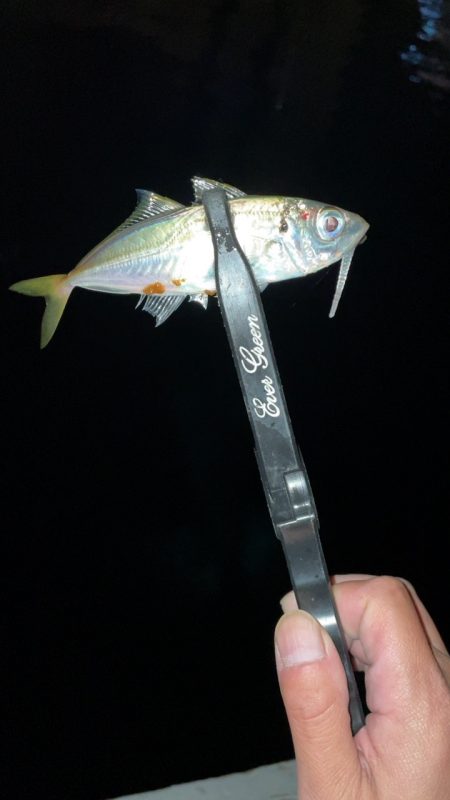 アジングでまたグレが!