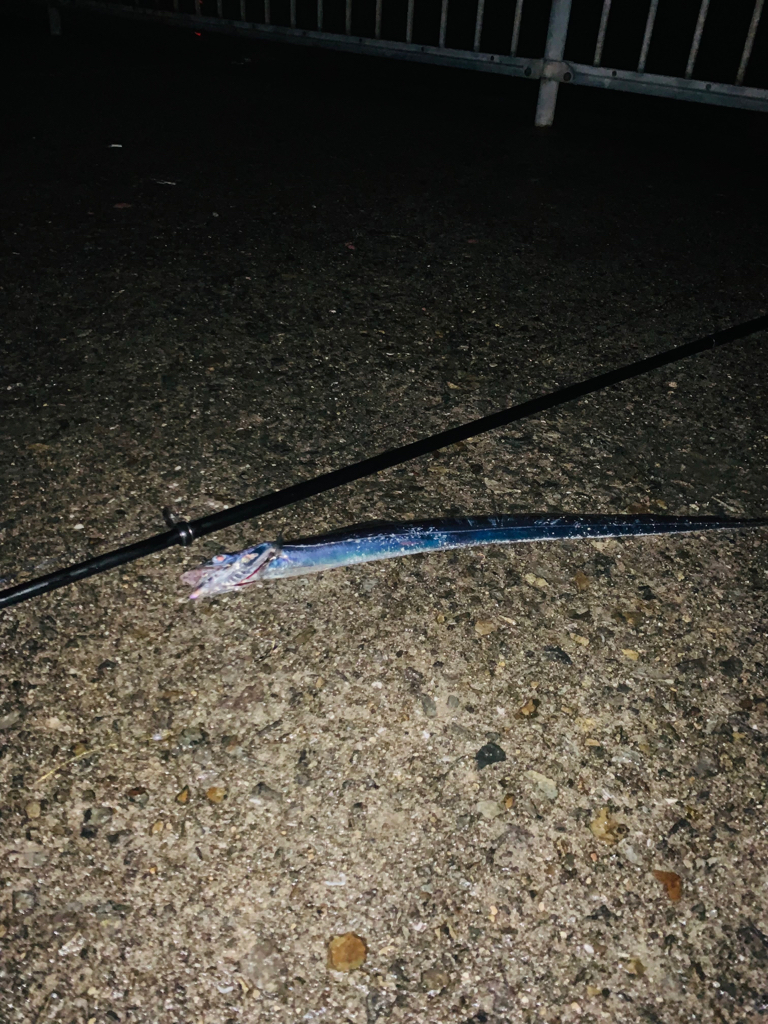 F3.5 今年の2匹目