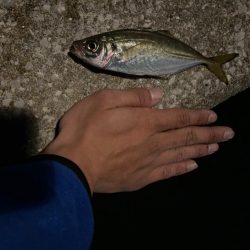 シーバス諦めてアジング