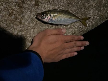 シーバス諦めてアジング