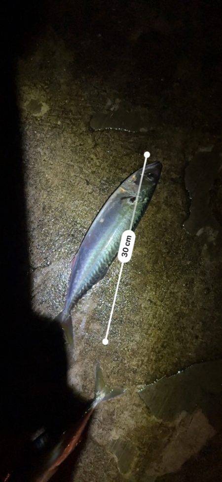 夢に出てきそう