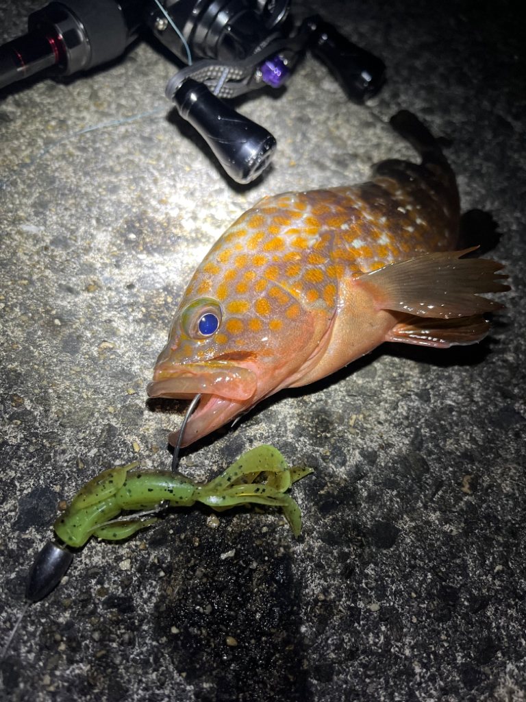 まだまだアコウ狙い