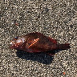 豆アジ、ボウズなし！昼間でもお土産豊富