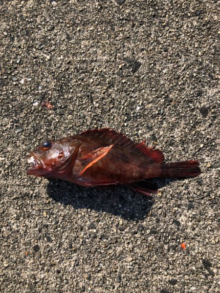 豆アジ、ボウズなし！昼間でもお土産豊富