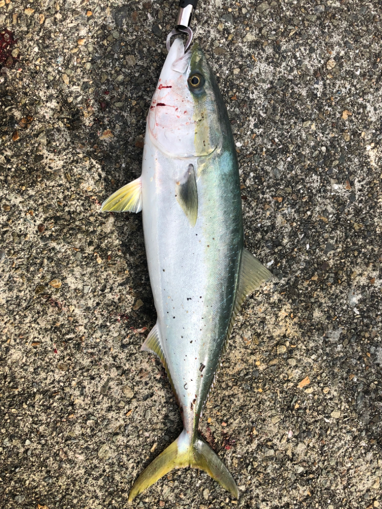 青物を求めて…