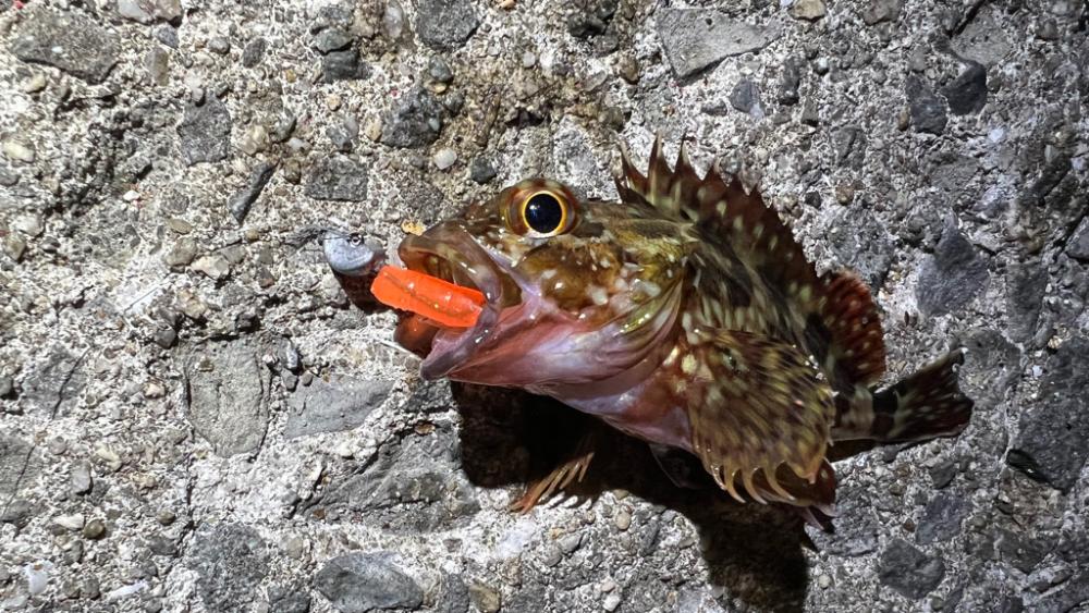 鯵を探して三千里Ver.5