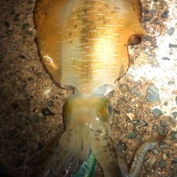 【伊根〜京丹後】成長してました！