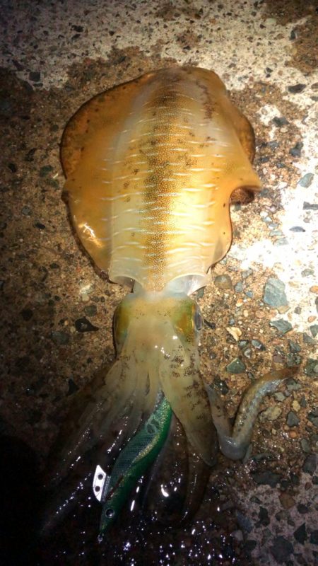 【伊根〜京丹後】成長してました！