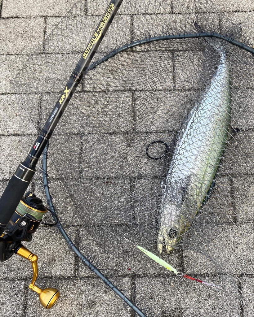 冷え込み激しい中。青牙57cm。。。