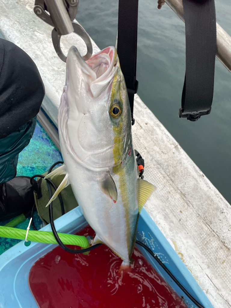 明石海峡　雨の中のジギング