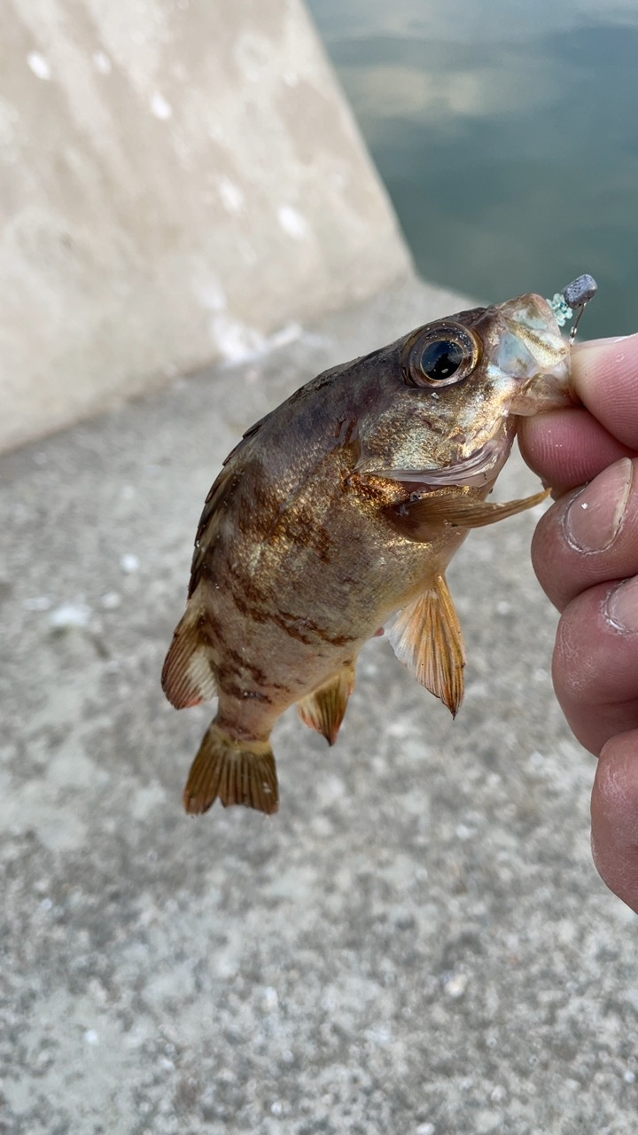 少し遠征アジング