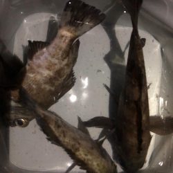 早朝メバリング