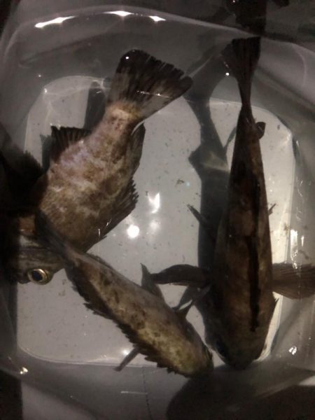 早朝メバリング