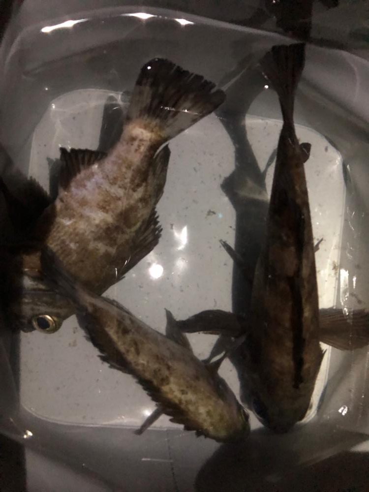 早朝メバリング