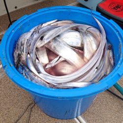 太刀魚からの青物不発