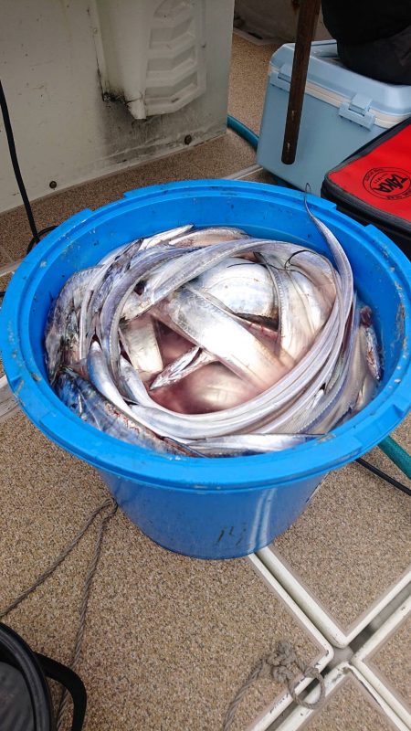 太刀魚からの青物不発