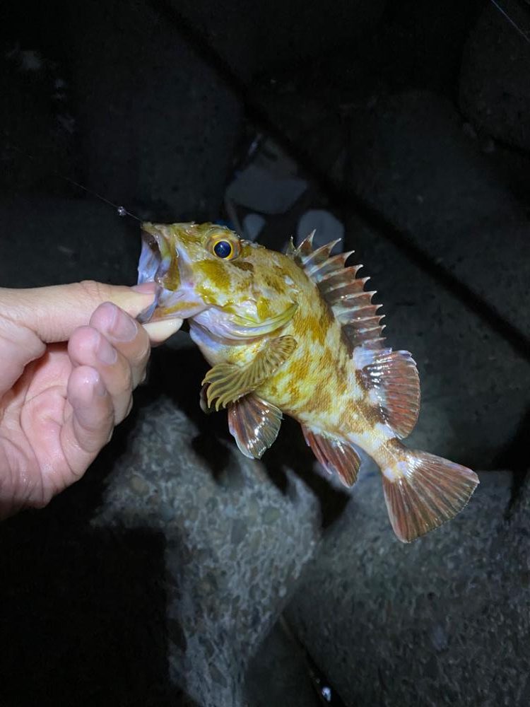 やっぱり楽しいわー