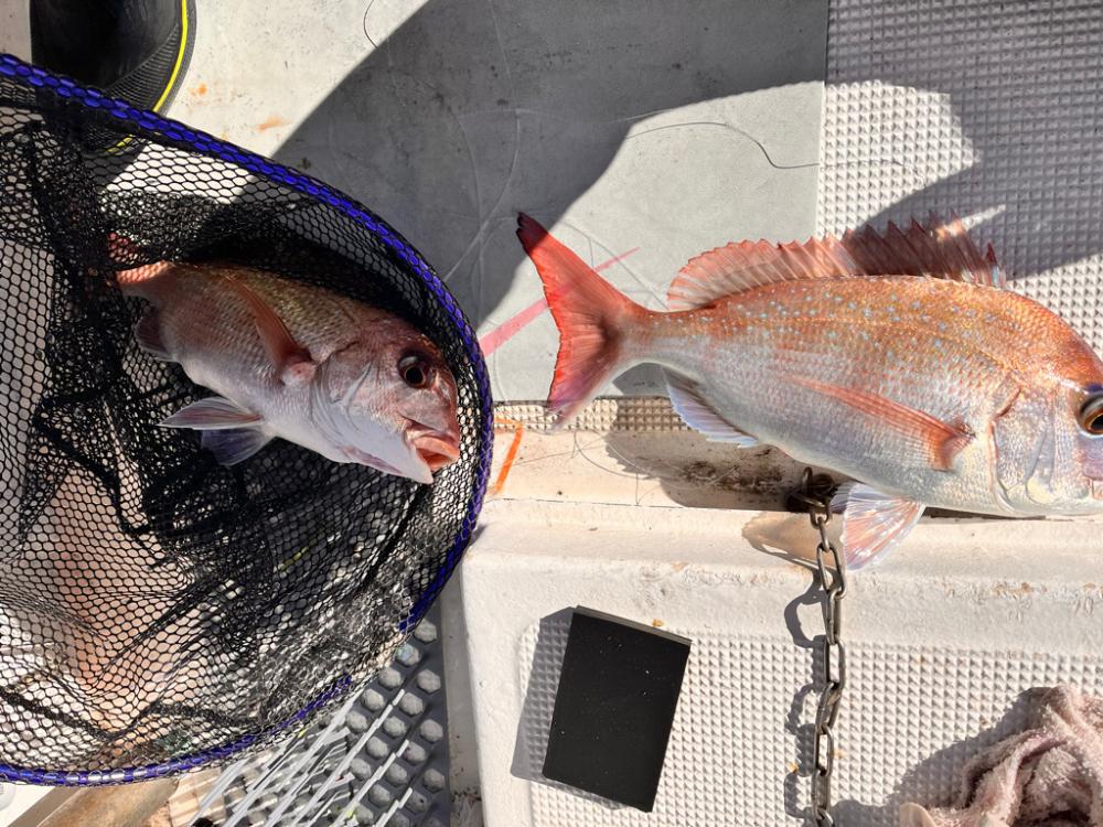 カワハギと真鯛釣り