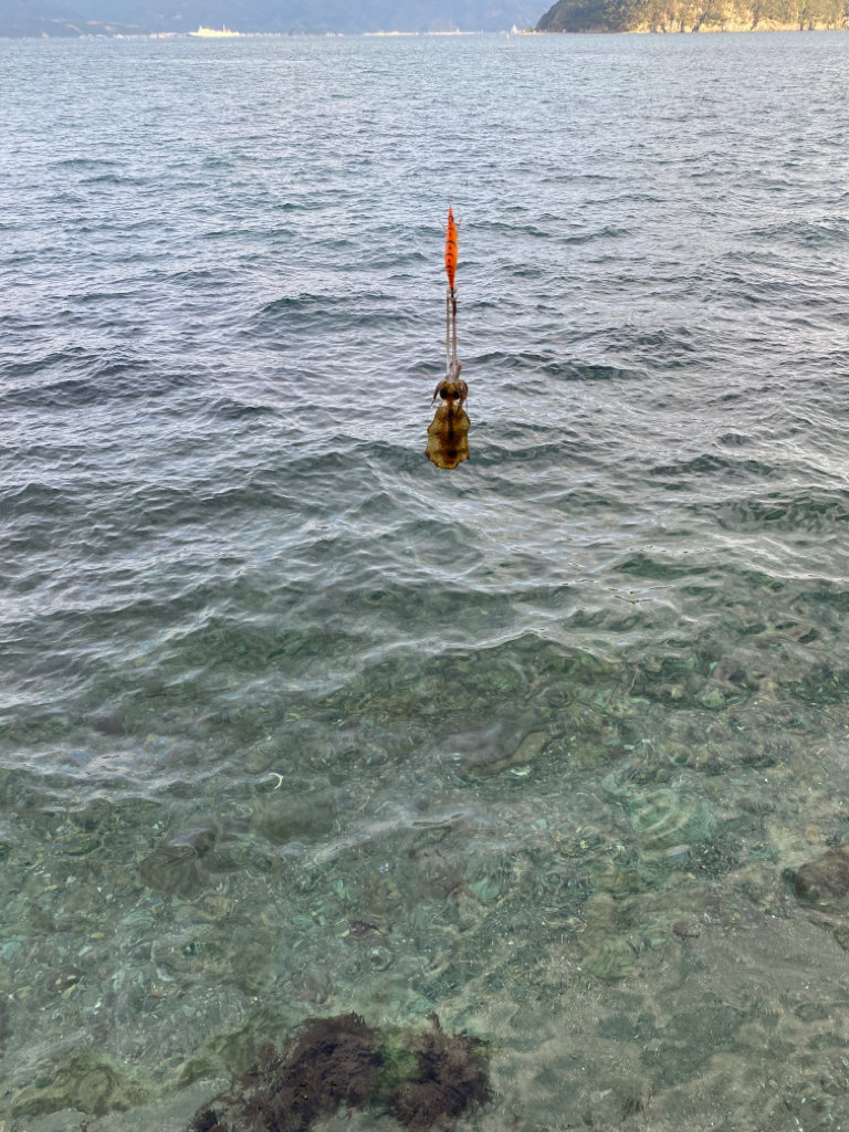 秋烏賊エギング