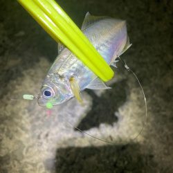 強風の中アジング