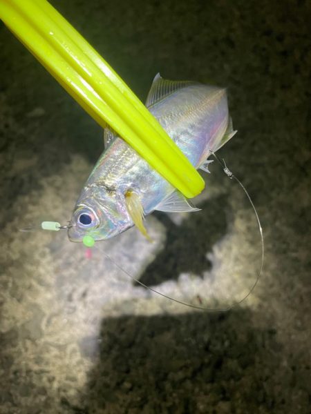 強風の中アジング