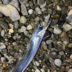 サーフタチウオ攻略法