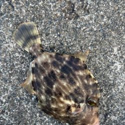 福井ライトゲーム