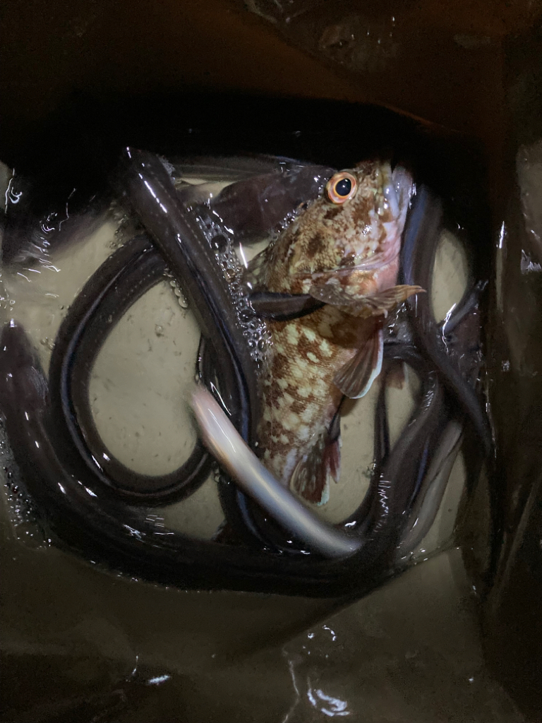 久しぶりのアナゴ