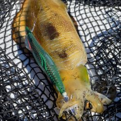 ティップランエギング