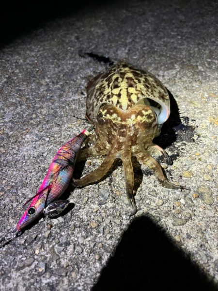 アジングのはずがエギング