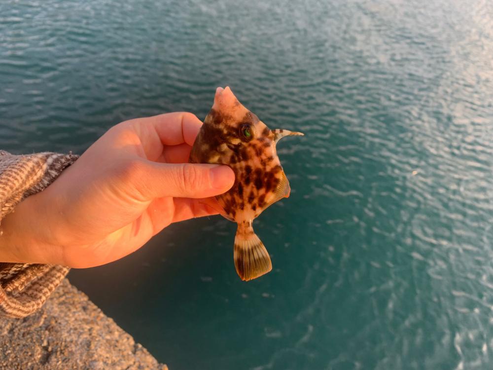 サビキで楽しみすぎた…