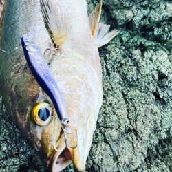 久しぶりのサラシ打ち