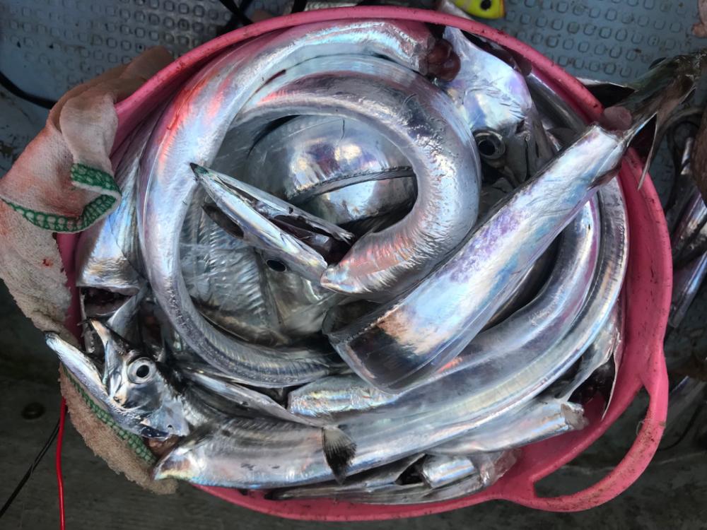 神戸沖タチウオ