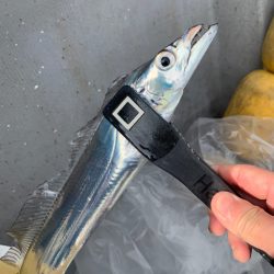 今期最悪の釣果⤵︎