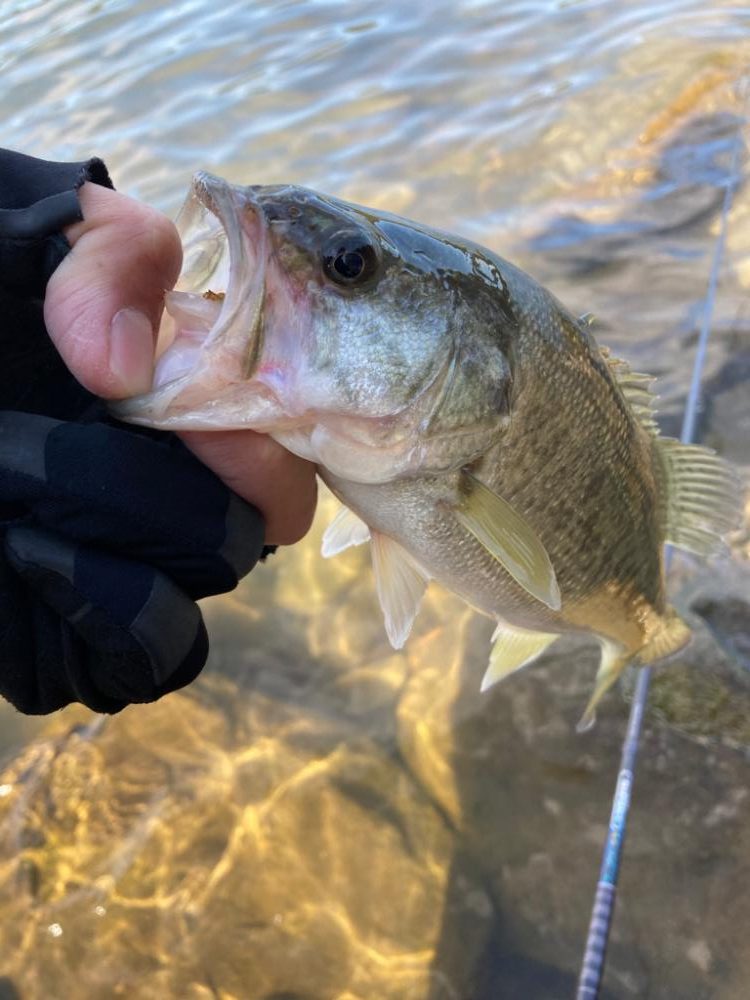 まだまだ釣れる２桁釣果